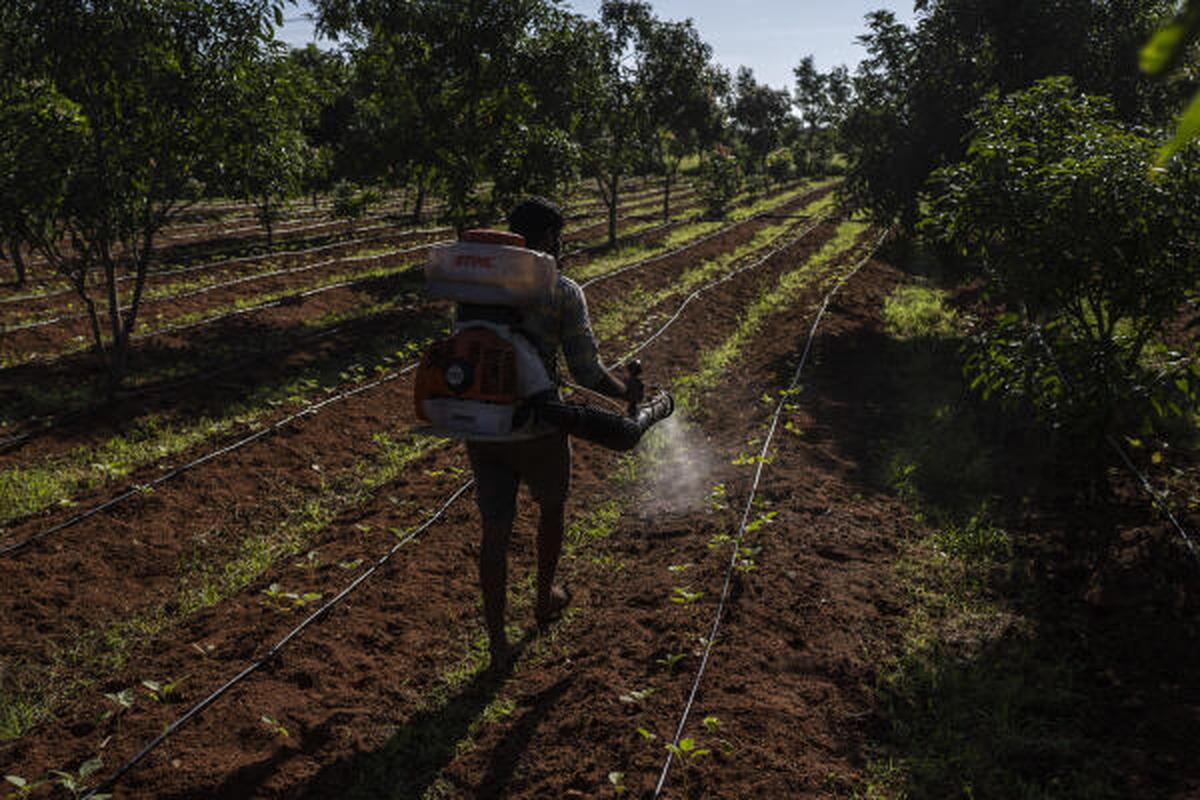 E. B. Manohar farmer sprays natural fertilizer on his crop at his farm in Khairevu village in Anantapur district in the southern Indian state of Andhra Pradesh, India