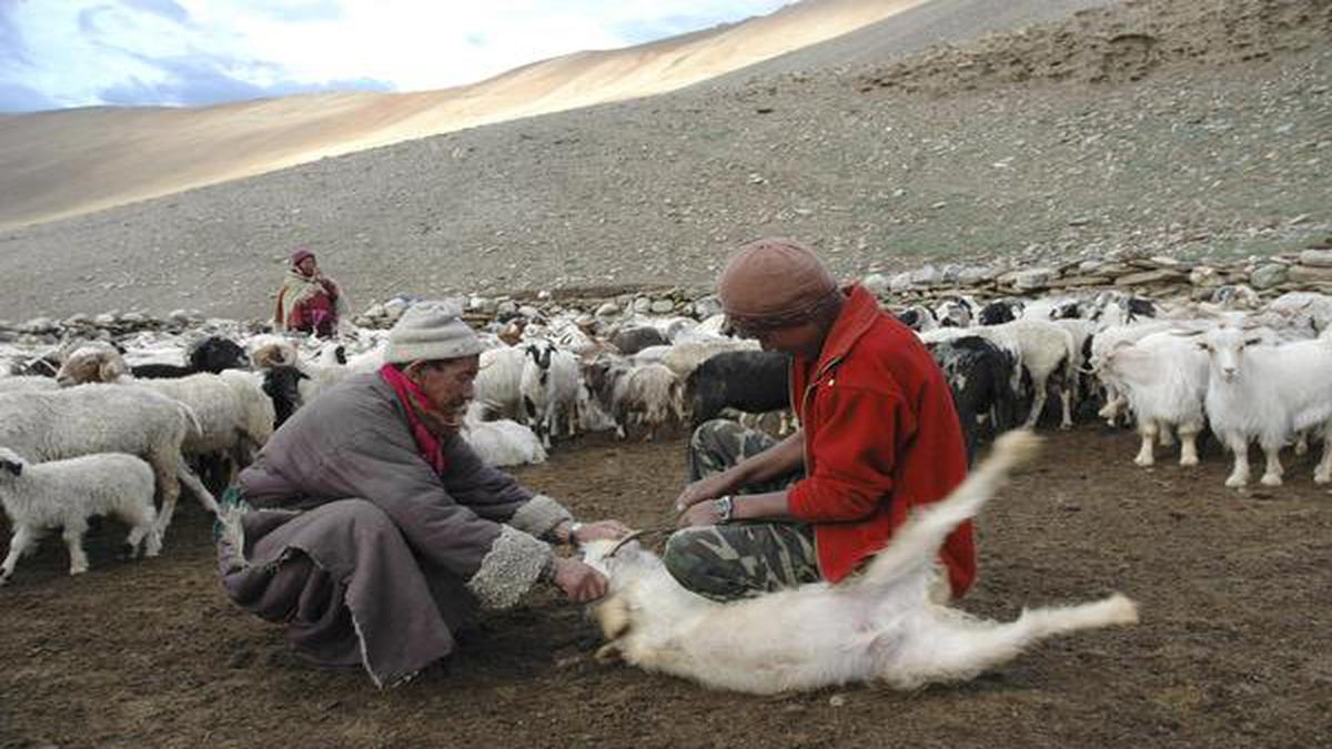 India-China Himalayan standoff deadly for cashmere herds