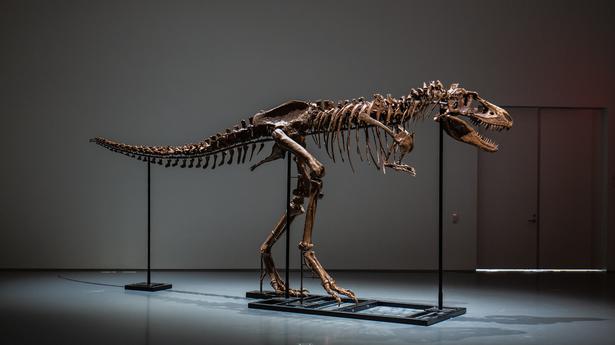Gorgosaurus skeleton sells for $6.1 million at Sotheby’s New York auction