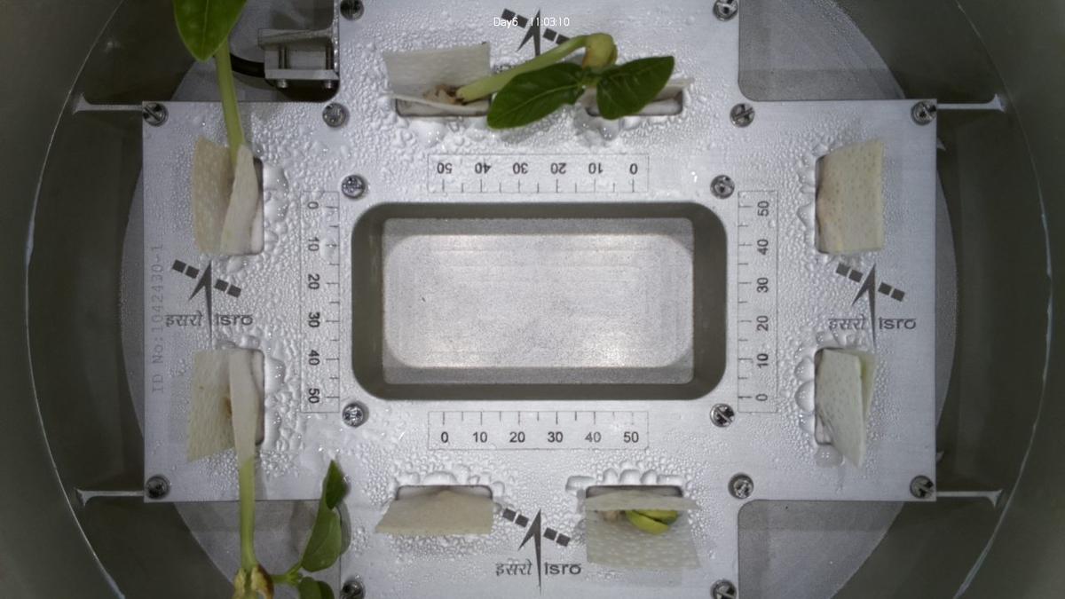 Cowpea sprouts unveil first leaves in space: ISRO shares images