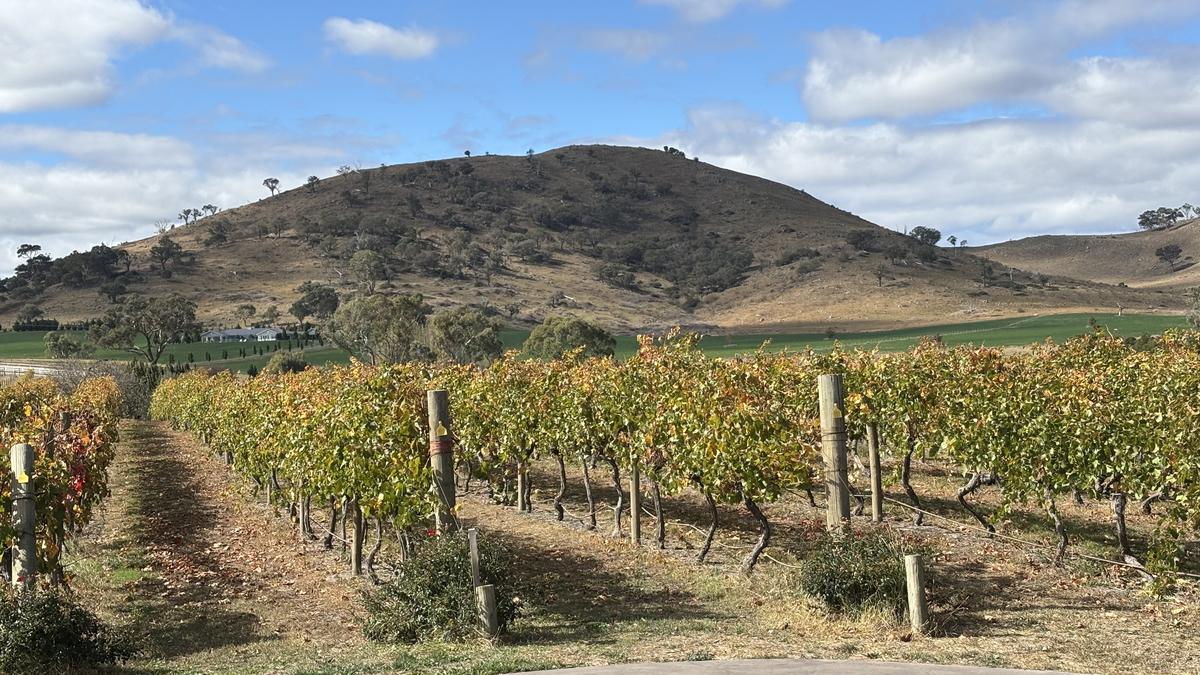 Vineyards at Brindabella Hills Winery