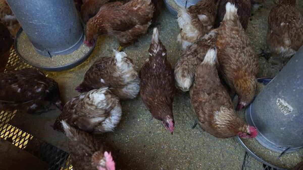 Jharkhand on alert as bird flu cases reported in state-run poultry farm: Official