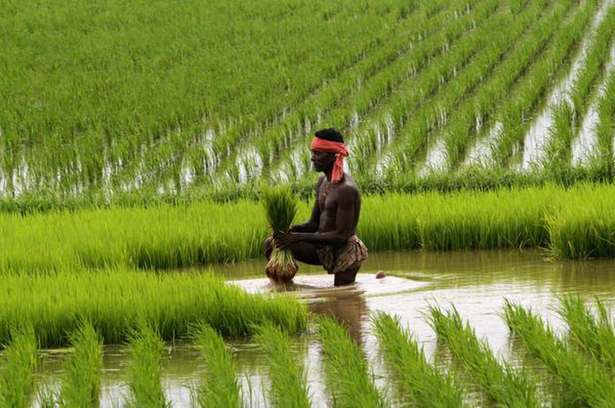 https://th-i.thgim.com/public/news/national/9e1y0f/article26292256.ece/alternates/FREE_1200/TH17AGRICULTURE