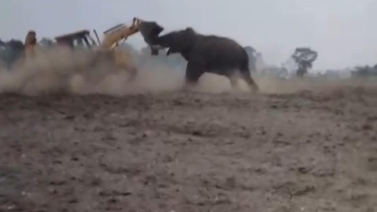 One arrested for ‘provoking’ wild tusker with JCB crane at West Bengal’s Jalpaiguri