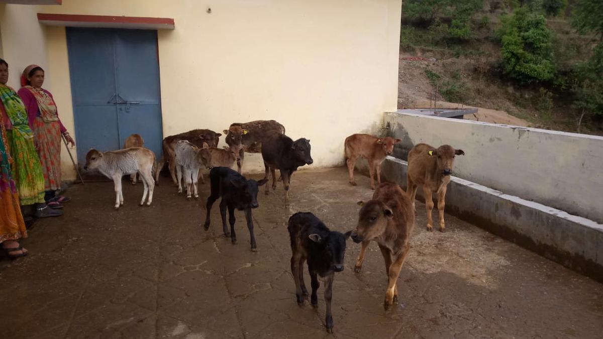 L'Uttarakhand prévoit l'amélioration génétique de sa vache indigène ...