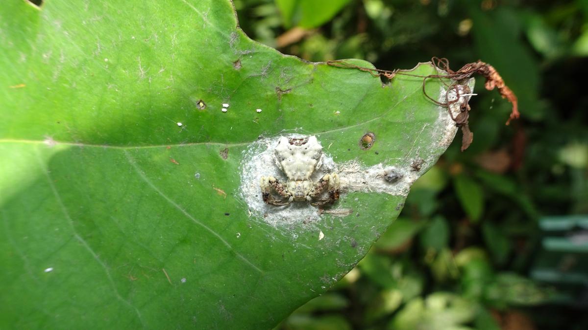 Spider mimicking bird excreta found in Assam