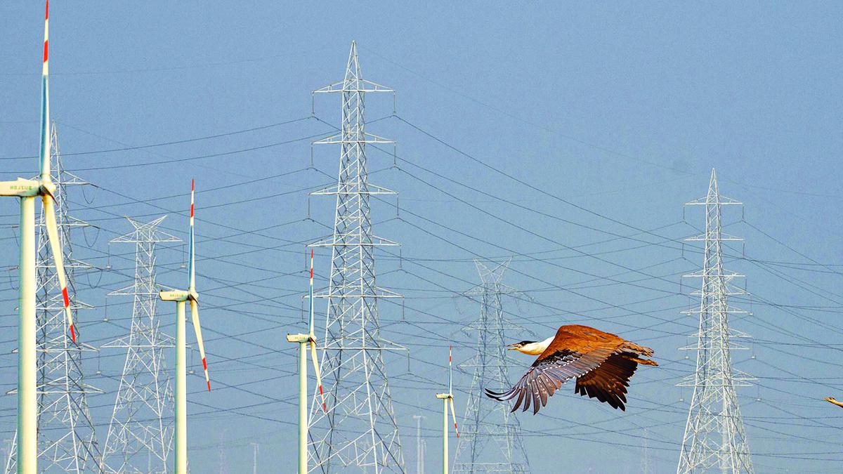 Regulator’s guidelines on Rajasthan power lines ‘flout’ Supreme Court orders, threaten the Great Indian Bustard: Petitioner