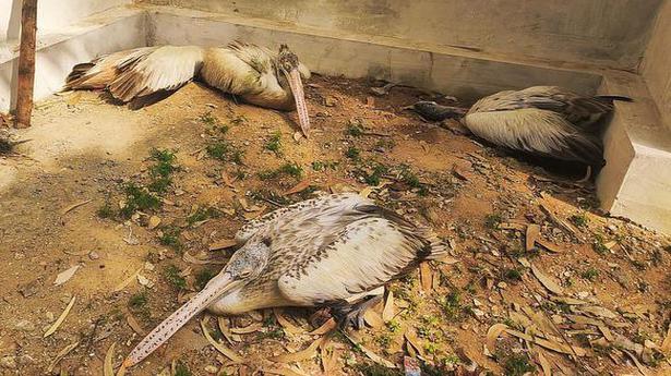 spot-billed-pelicans-dying-en-masse-in-naupada-swamp-the-hindu