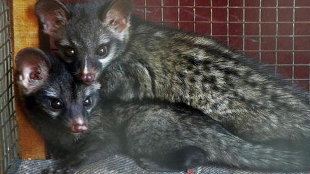 Three small Indian civets recovered in East Godavari The Hindu
