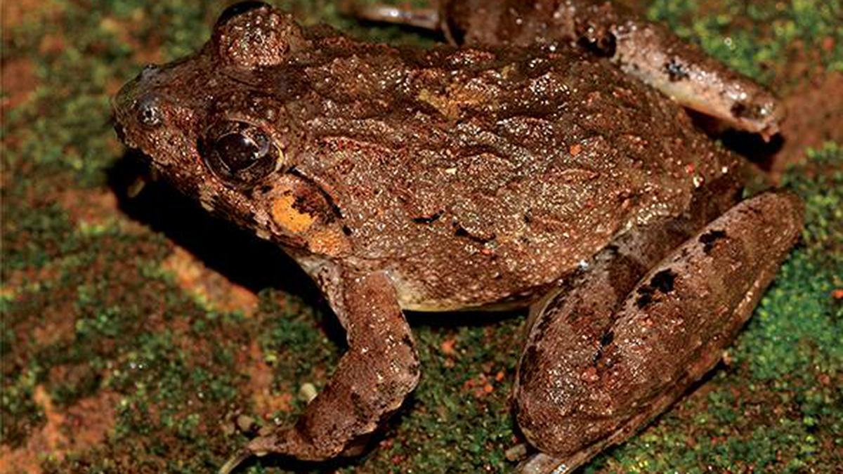 Two frog species discovered in Eastern and Western Ghats - The Hindu