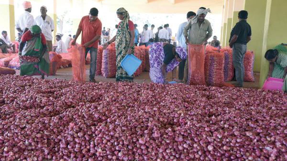 Onion harvest: farmers in a hurry - The Hindu