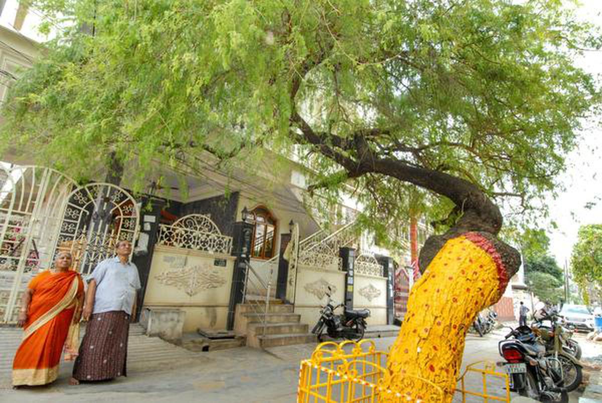 This Jammi tree stands tall amid cyclones and droughts - The Hindu