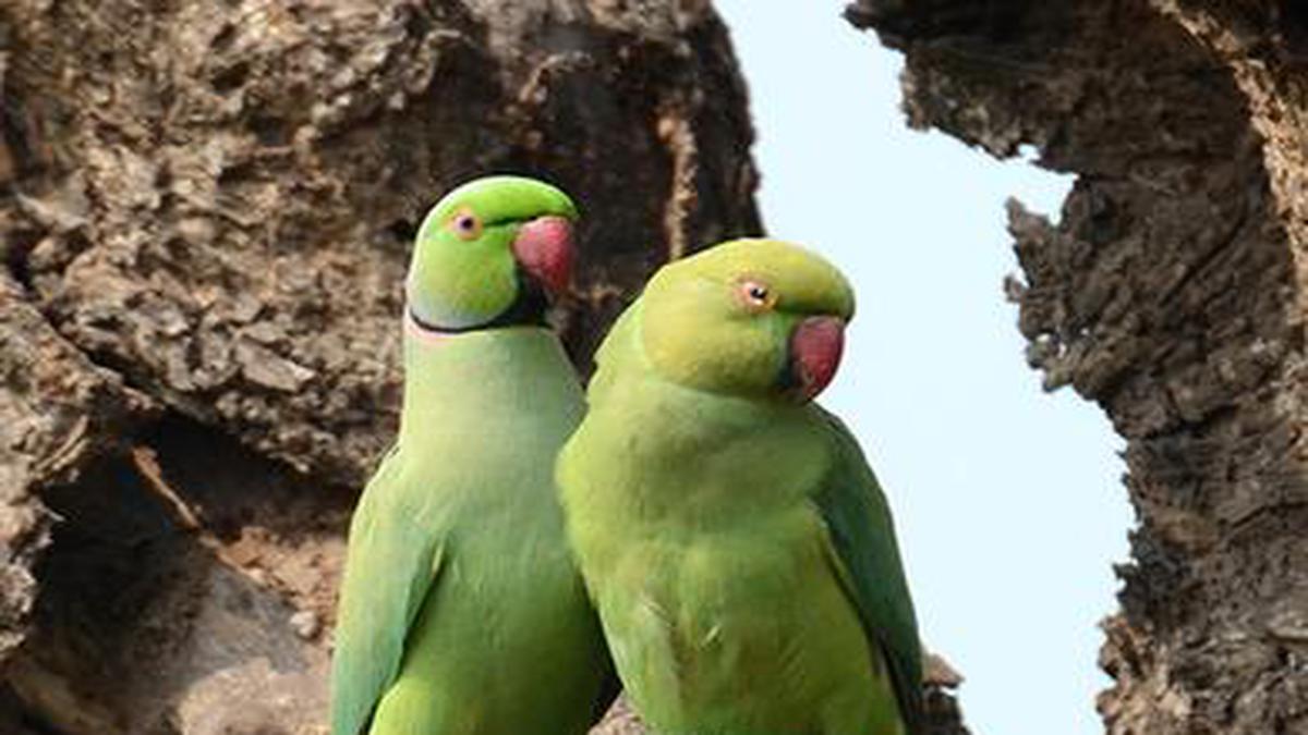Chilaka' as State bird of Andhra Pradesh: The choice of parakeet ruffles  some feathers - The Hindu