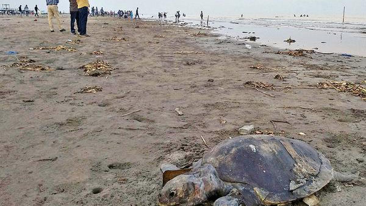 Turtles dying before reaching destination - The Hindu