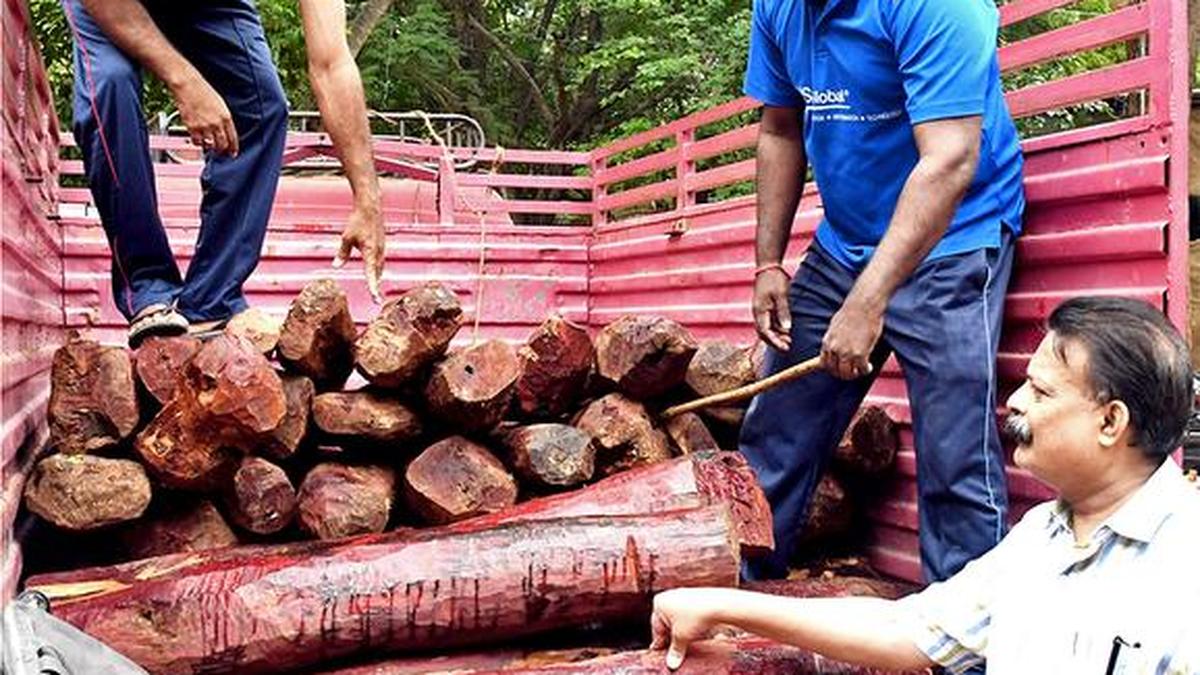 45 red sanders logs recovered in Seshachalam forest The Hindu