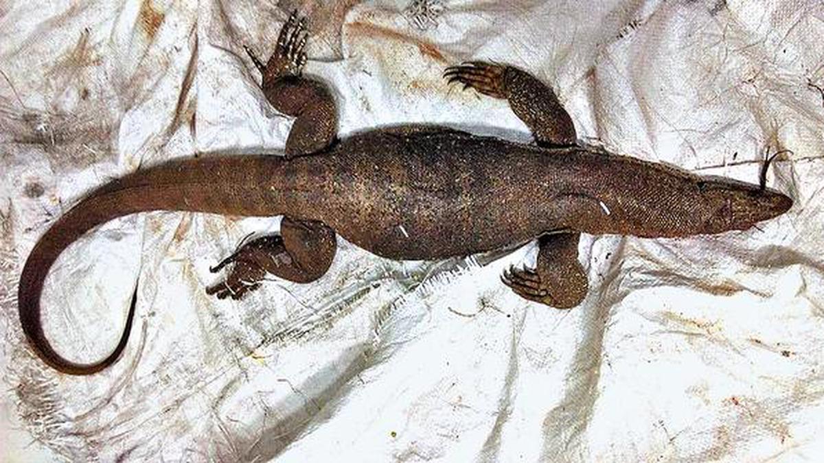 Monitor lizard losing its ‘grip’ in Seshachalam The Hindu