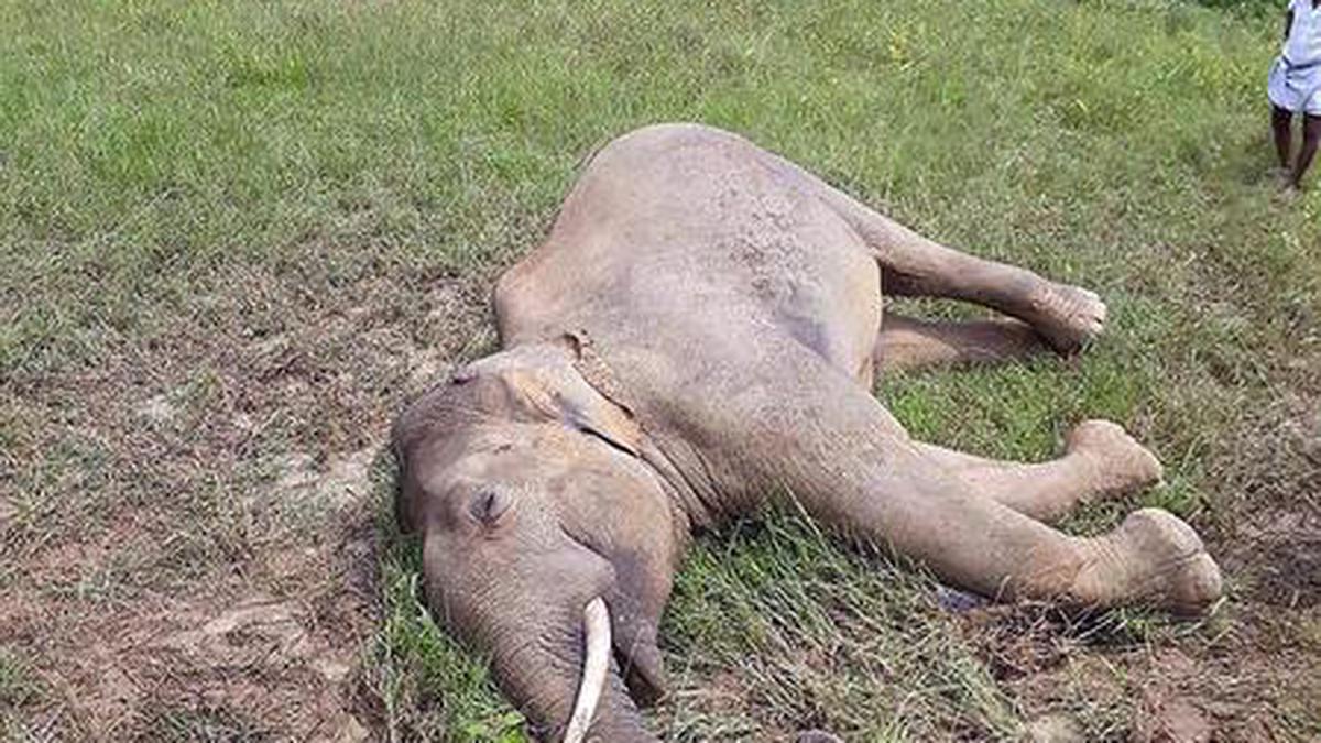 Mystery shrouds wild elephant's death in Talakona forests - The Hindu