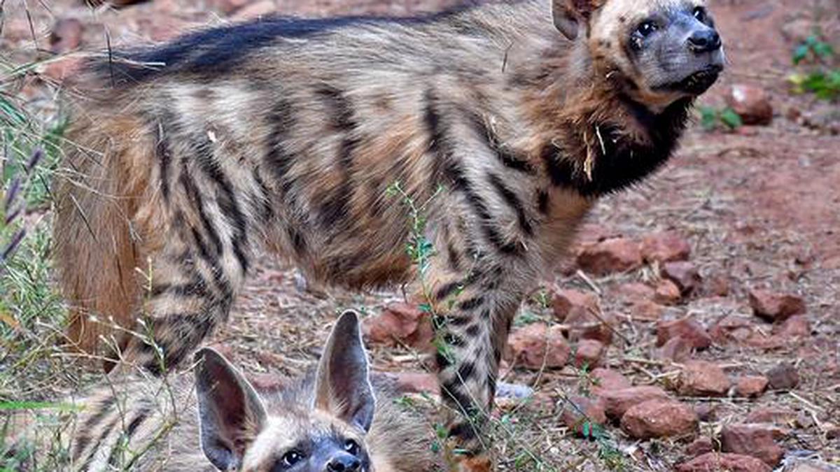 A setback to captive breeding of striped hyenas - The Hindu