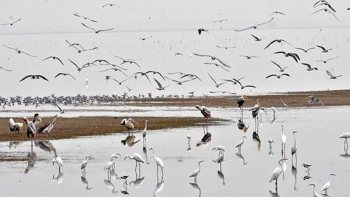 Restoration of Pulicat lake water spread area sought - The Hindu