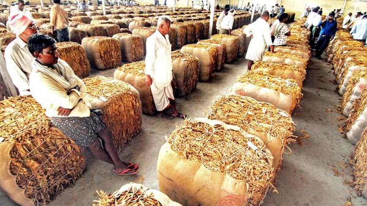 Prakasam tobacco farmers’ hopes soar The Hindu