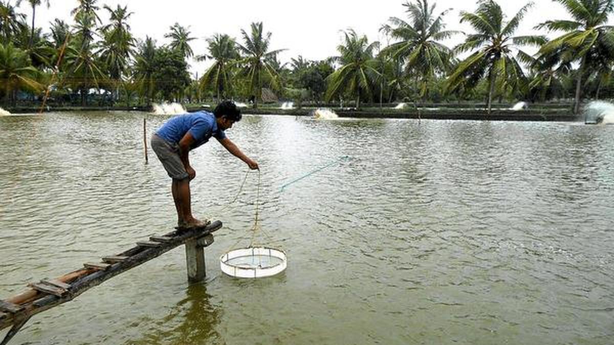 Revised norms put aqua farmers in a quandary The Hindu