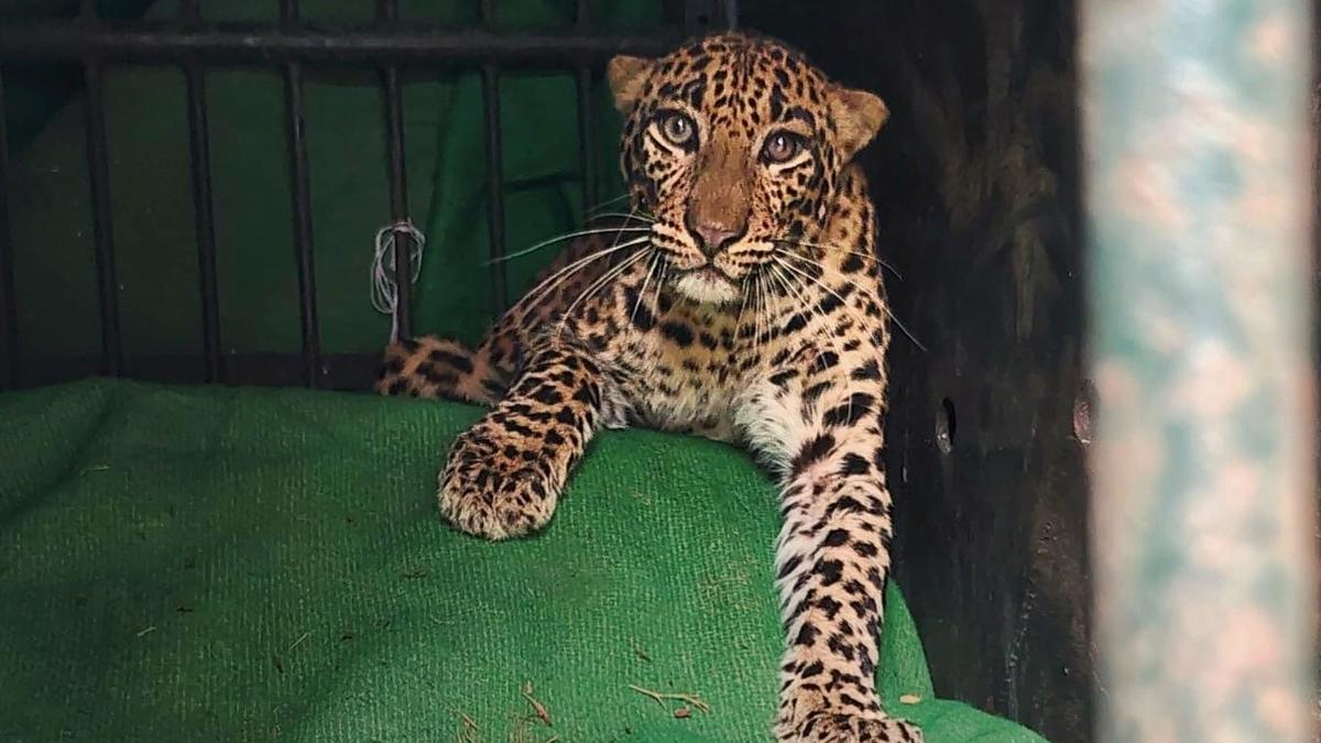 Leopard rescued without tranquiliser from toilet at S.V. Veterinary University, Tirupati