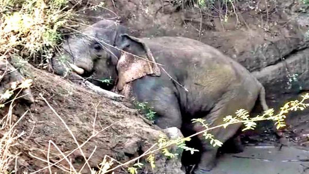 Wild elephant rescued from farm well near Palamaner