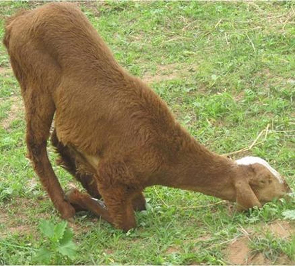 Vaccine for foot rot disease in goats likely by monsoon next The Hindu