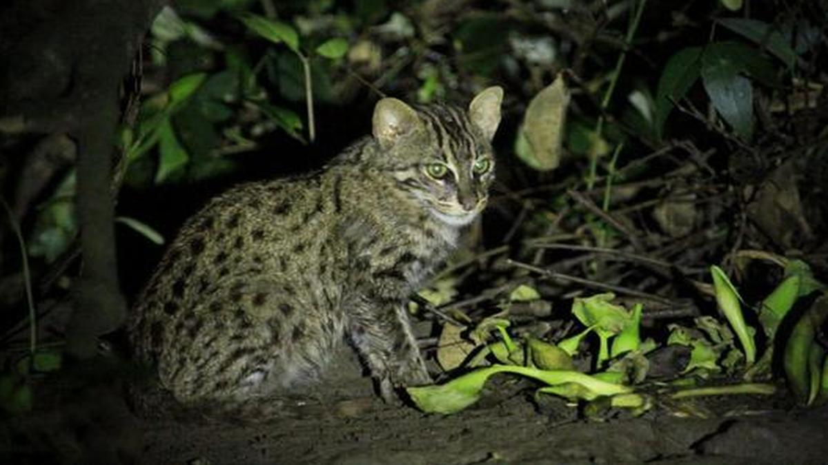 Fishing cat collaring project to begin in A.P.’s Coringa - The Hindu