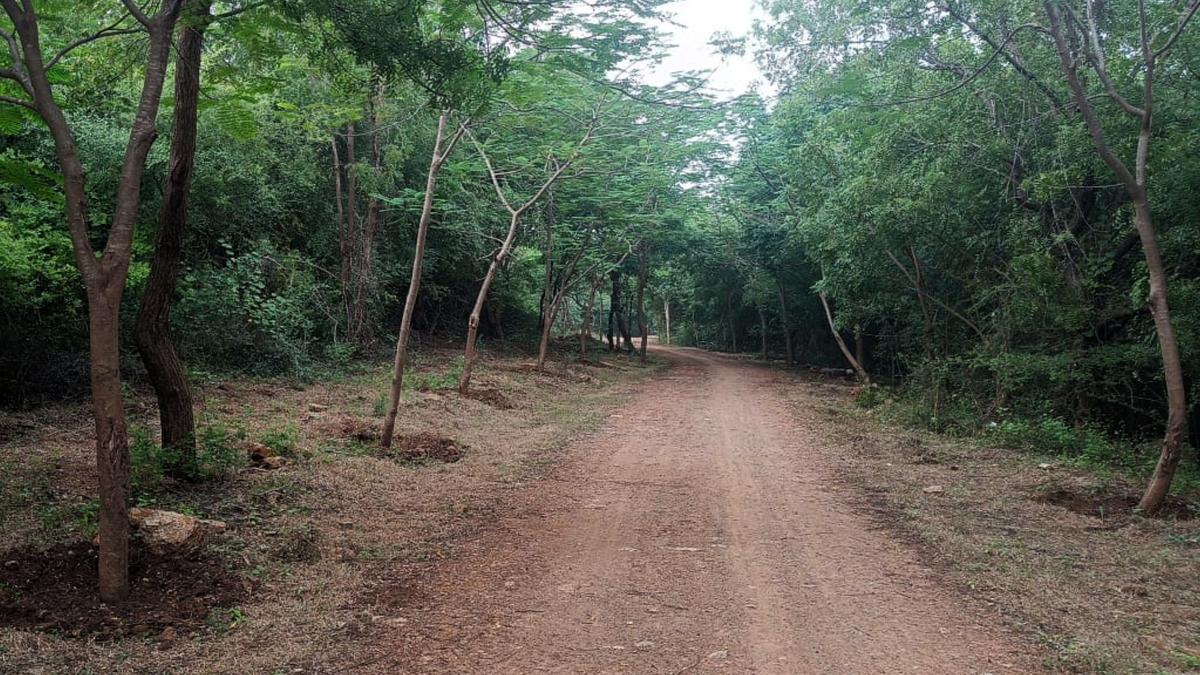 Kotappakonda Giripradakshina road beautified by the Forest Department