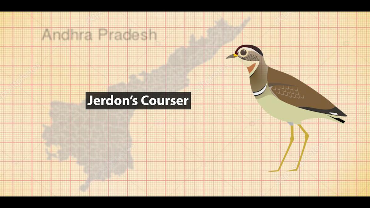 Rare birds of Andhra Pradesh - The Hindu