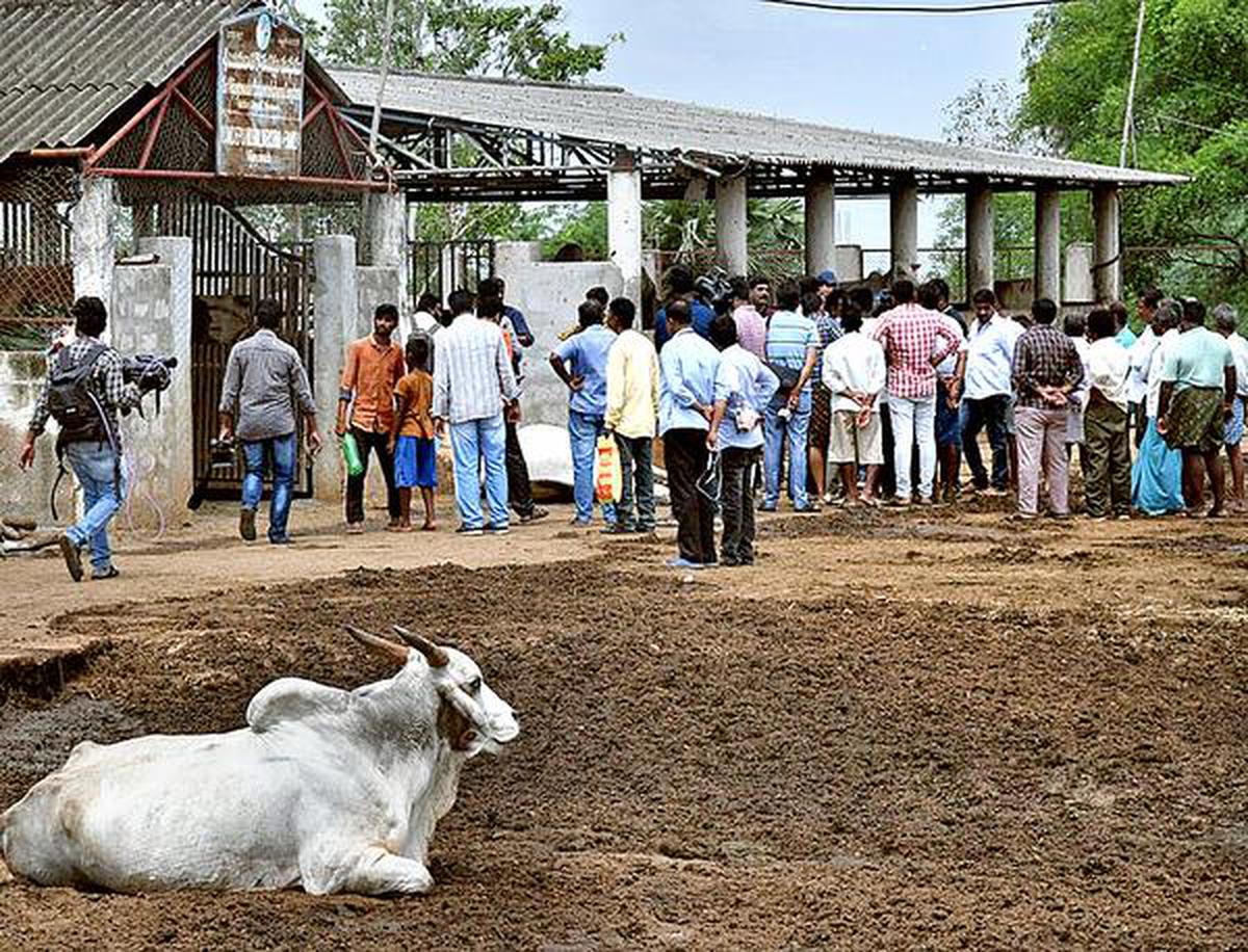 Villagers shocked over spate of cow deaths at Andhra Pradesh gosala - The  Hindu