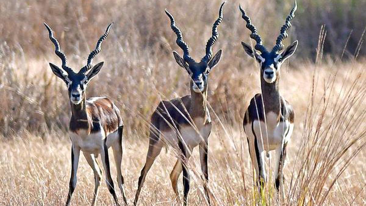 Alarm bells ring for blackbuck, the pride of State - The Hindu