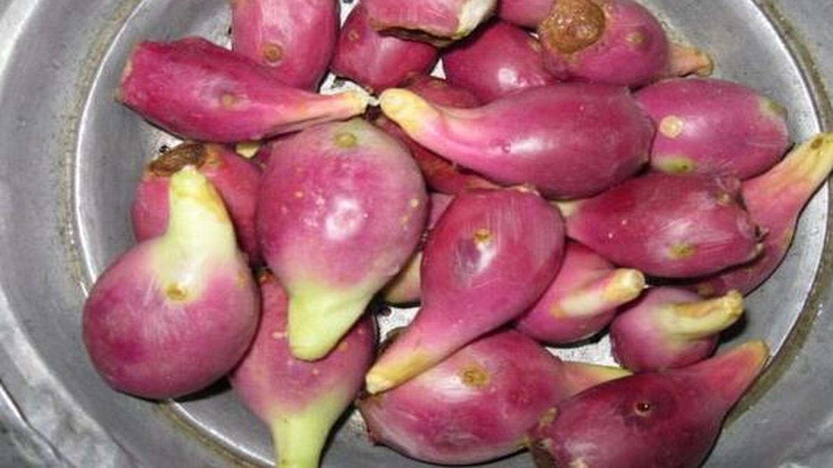 SVU gets closer to getting patent for prickly pear juice The Hindu