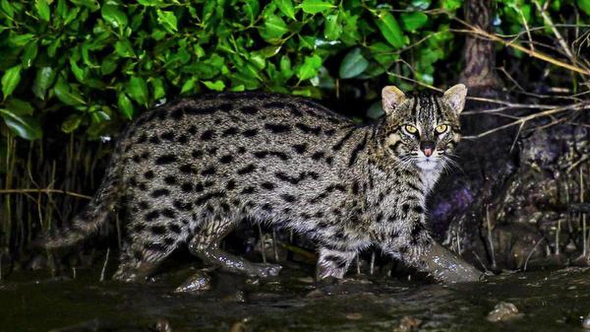 WII-Dehradun Scientists to begin India’s first Fishing Cat collaring ...