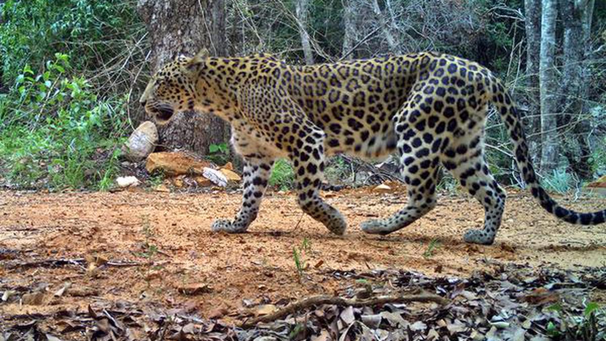 Seshachalam home to rare flora and fauna - The Hindu