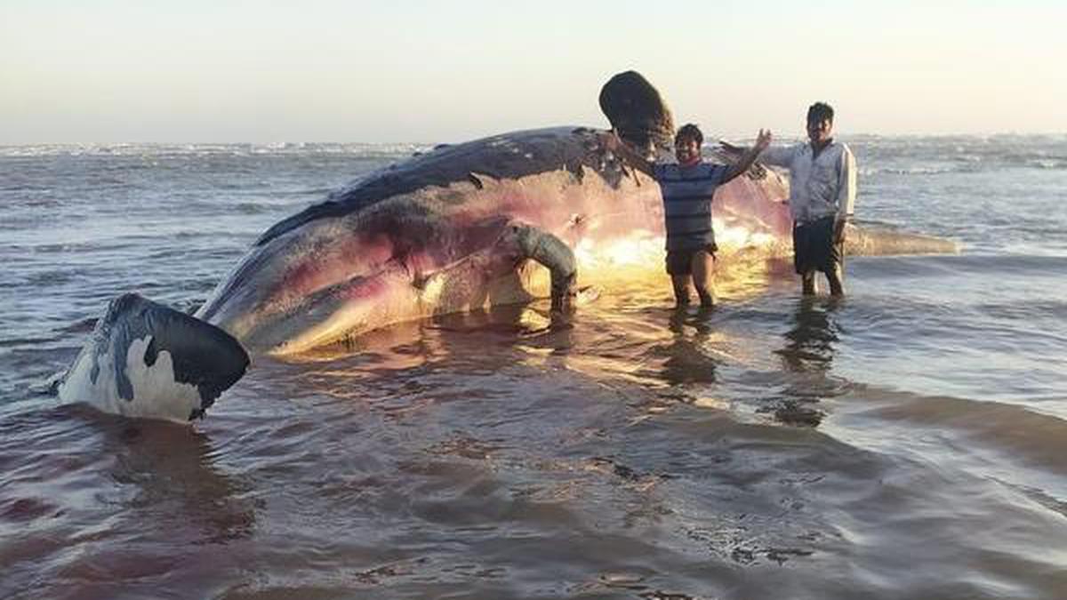 Dead sperm whale washed off Antarvedi coast in Andhra Pradesh - The Hindu