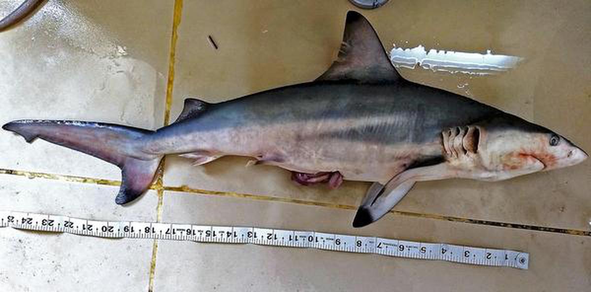 Pondicherry shark' spotted near Kakinada - The Hindu