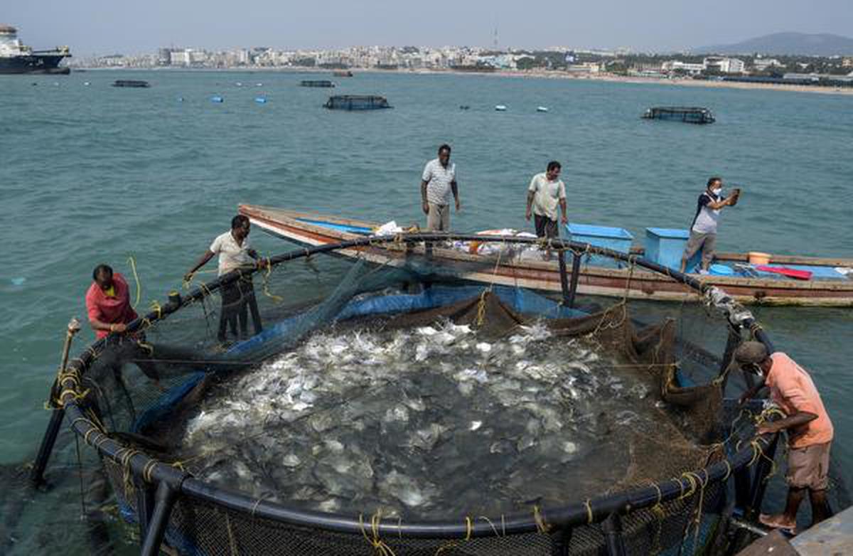 ICAR-CMFRI goes for third harvest of open sea cage farming - The Hindu