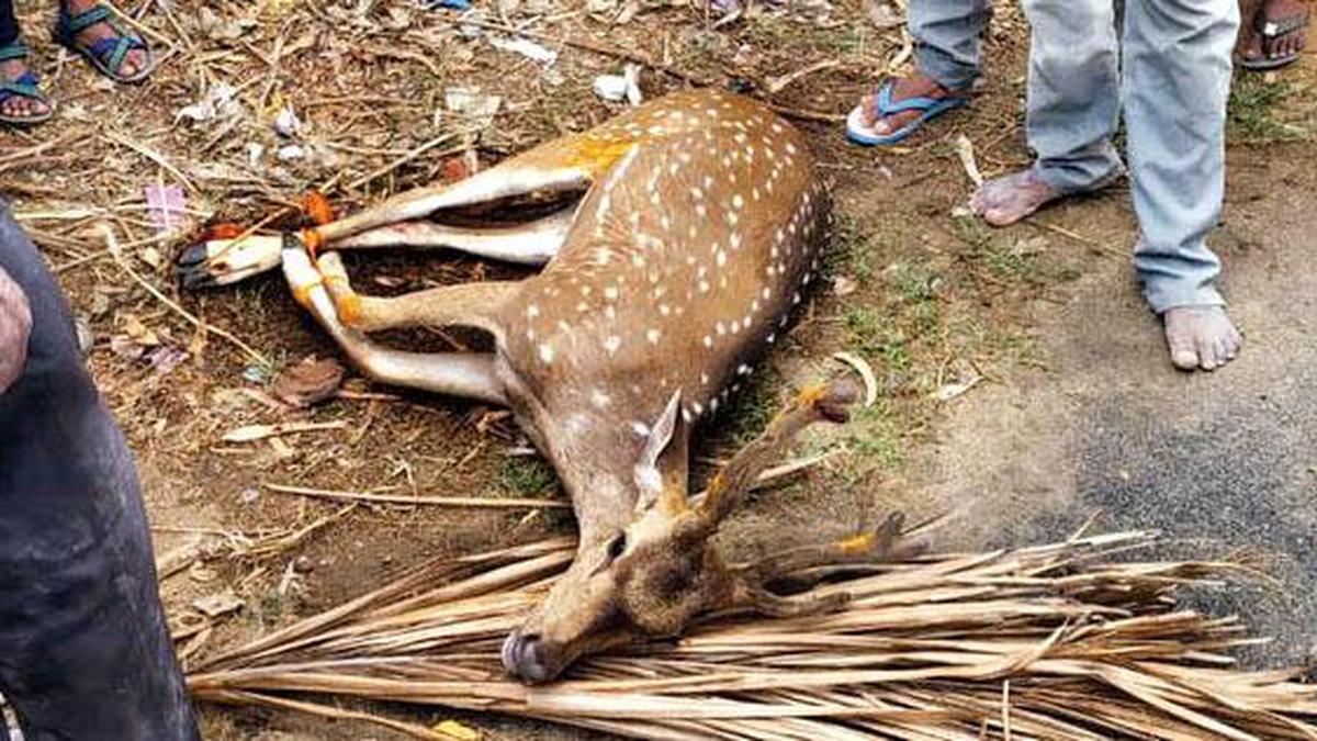 Villagers rescue deer from dogs - The Hindu