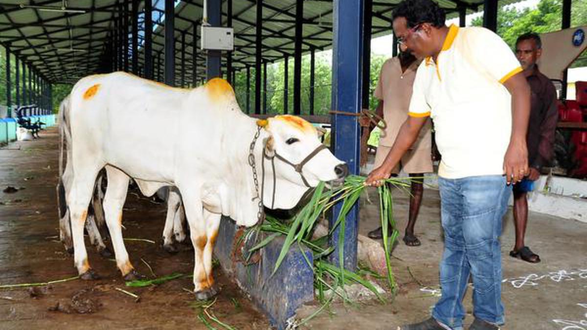 Ongole Cattle Back In Favour - The Hindu