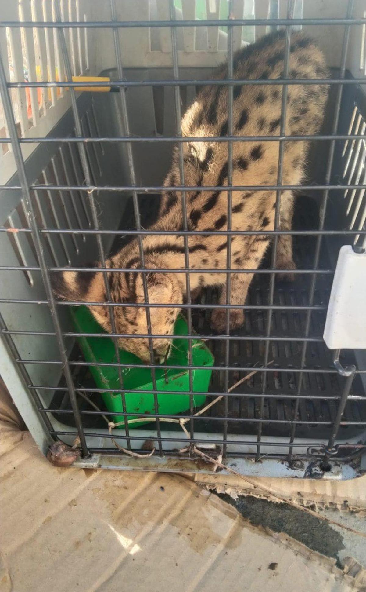 A serval cat was seized in Champhai district of Mizoram.