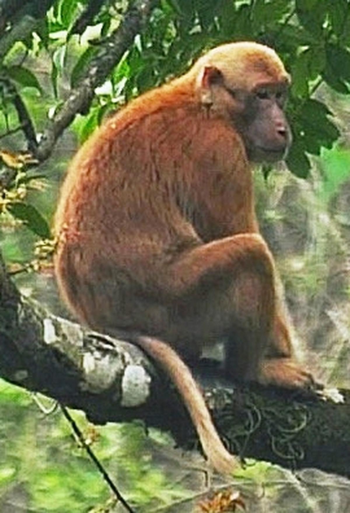 Sela macaque, a new species discovered in the western and central Arunachal Pradesh. 