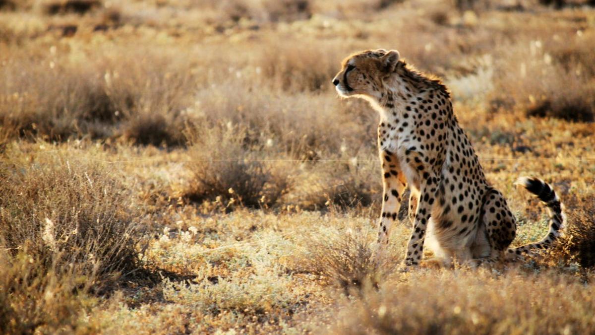 African cheetahs to be introduced in India The Hindu