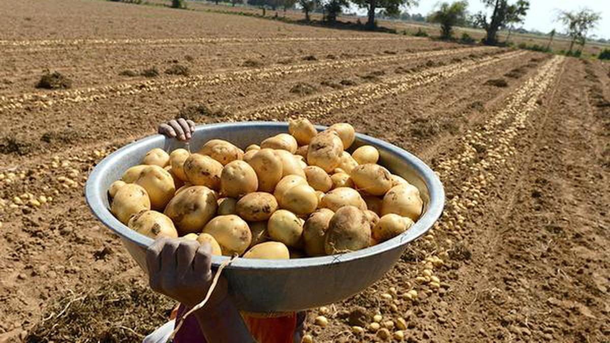 Gujarat potato farmers case: Agriculture Ministry issues notice to PepsiCo