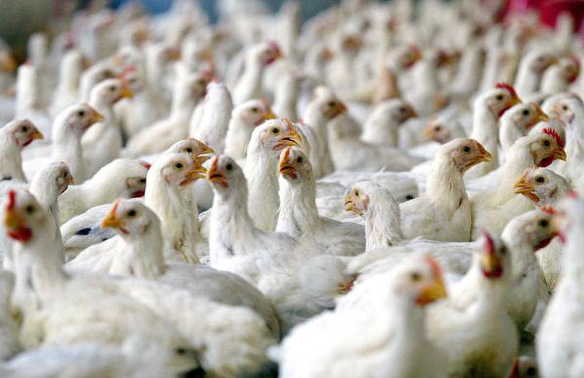 A game of chicken: how India's poultry farms are spawning global superbugs  - The Hindu