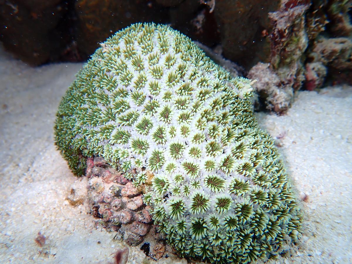 Vibrant Galaxea coral photographed from Kavaratti island