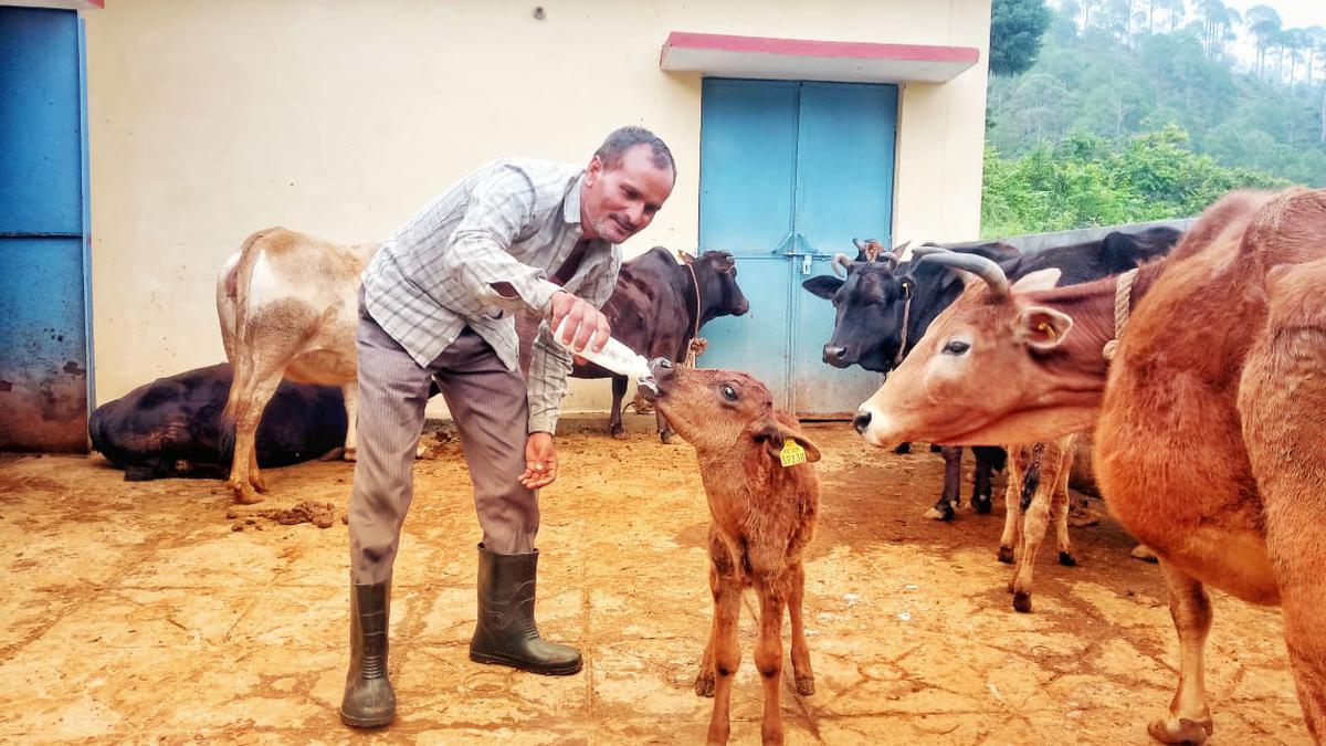 L'Uttarakhand prévoit l'amélioration génétique de sa vache indigène ...