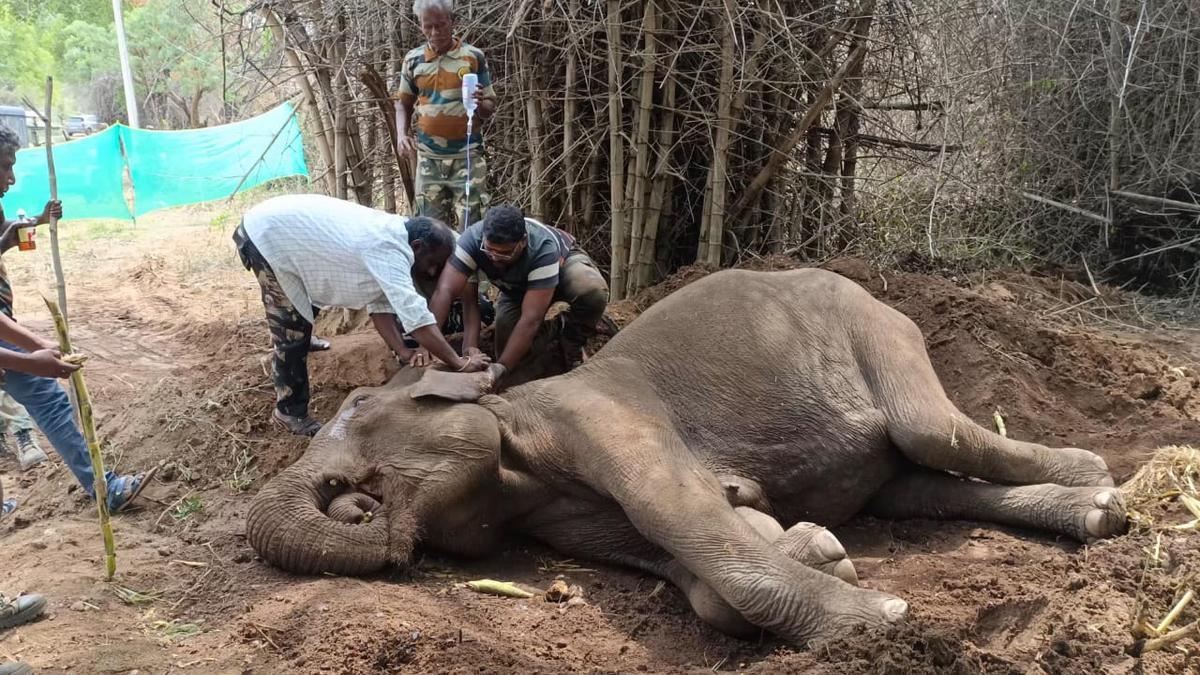 Ailing wild elephant being treated in Erode’s Kadambur hills