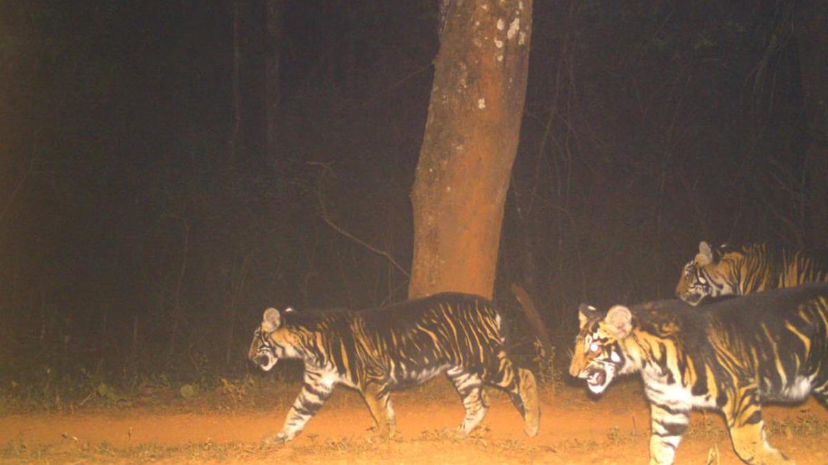 Odisha to establish a melanistic tiger safari – a first of its kind in the world